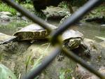 turtles2