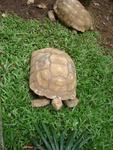 zoo turtles