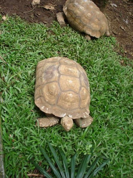 zoo turtles