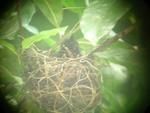 hummingbird nest