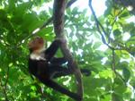 manuel antonio monkey1