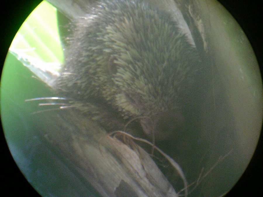 sleeping hedgehog.