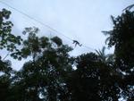 zip line monkey2JPG