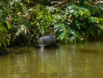 rio negro turtle