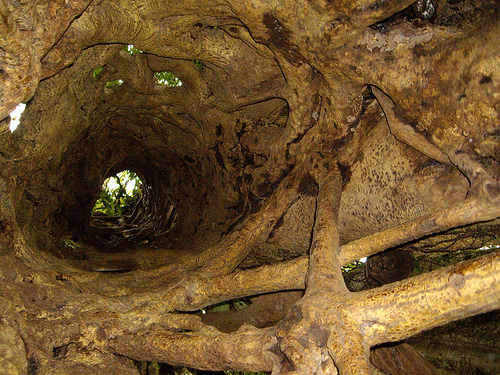 inside hollow tree