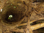 inside hollow tree