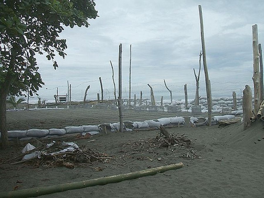 turtle hatchery