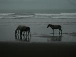 matapolo horses